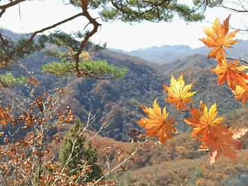 深圳龙岗区新增2例本土无症状：疫情动态与防控展望