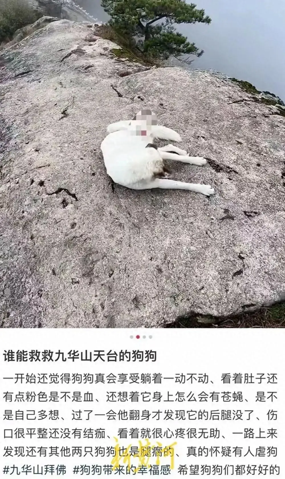 狗狗 第2页