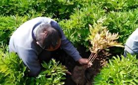 白芍高效种植时间与技术指南